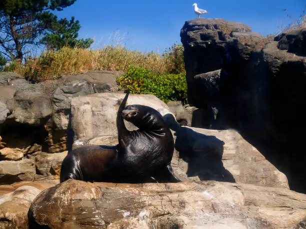Photo of Sea lion in Oregon Coast Aquarium at Newport Oregon USA