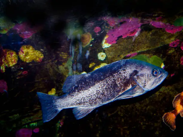Photo of Fish at Oregon Coast Aquarium at Newport Oregon USA