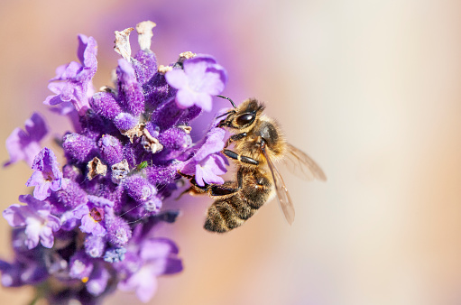A honey bee is pollinating a lavender flower.