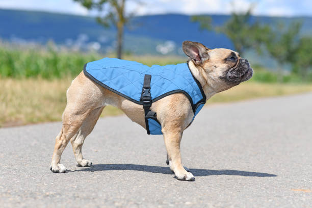 French Bulldog dog wearing cooling vest harness to lower body temperature on hot summer day Side view of fawn French Bulldog dog wearing blue cooling vest harness to lower body temperature on hot summer day waistcoat stock pictures, royalty-free photos & images
