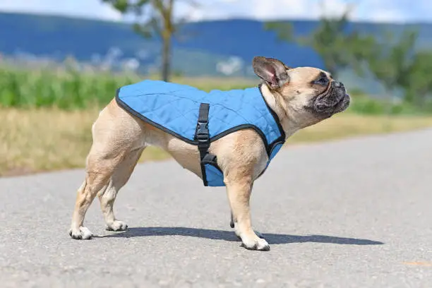 Photo of French Bulldog dog wearing cooling vest harness to lower body temperature on hot summer day