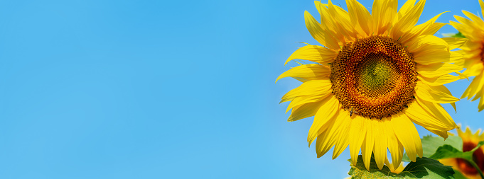 A bee drinks nectar sitting on a blooming sunflower on a blue background.Copy space for text.Banner