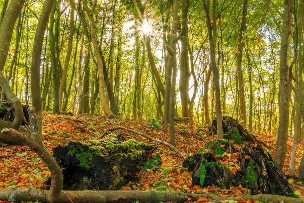 Deciduous forest in autumn from the Jasmund National Park on Ruegen Island. Sunshine with leaves on the ground. Old logs with moss cover