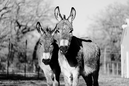 Portrait of two mini donkeys on farm looking at camera close up in black and white