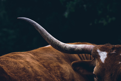 Texas longhorn cow horn close up on dark background.