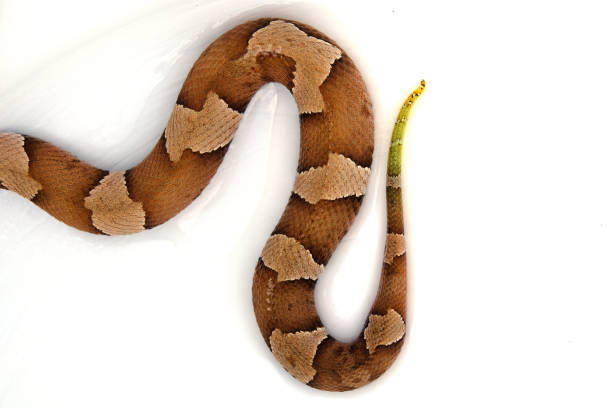 Copperhead Snake Pattern Isolated Stock Photo - Download Image Now - Snake,  Copperhead, Tail - iStock