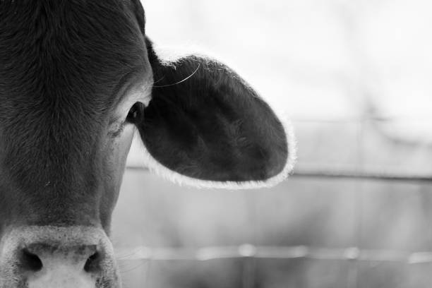 istock Crossbred Brahman calf close up 1256713665