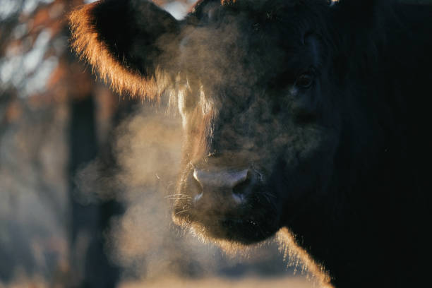 冬の朝に蒸気呼吸をした黒い牛 - winter agriculture ranch field ストックフォトと画像