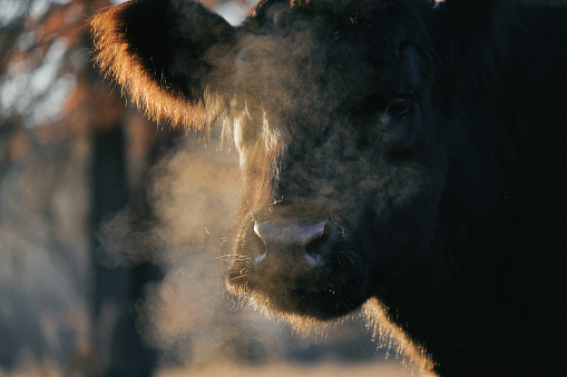 Belted Galloway portrait of cow with steam breah on cold winter day.