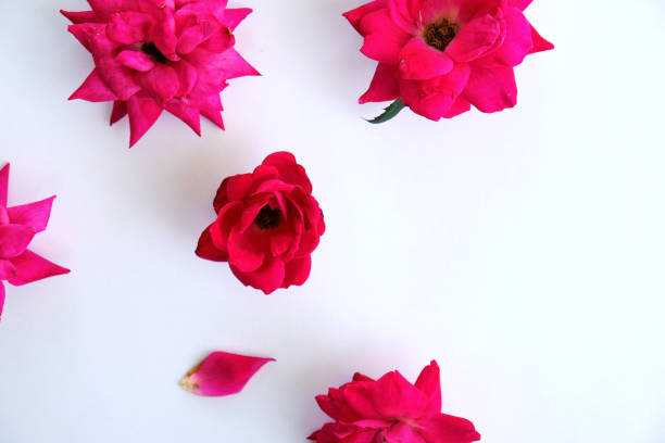 istock Hot pink roses 1256713717