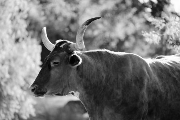 istock Texas longhorn cow profile view close up 1256713741
