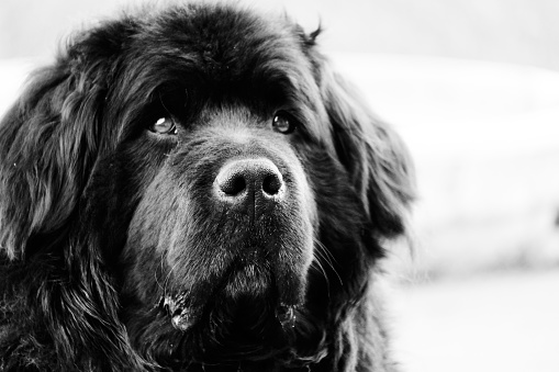 Chocolate Labrador Retriever looking away while standing on grassy field against sky