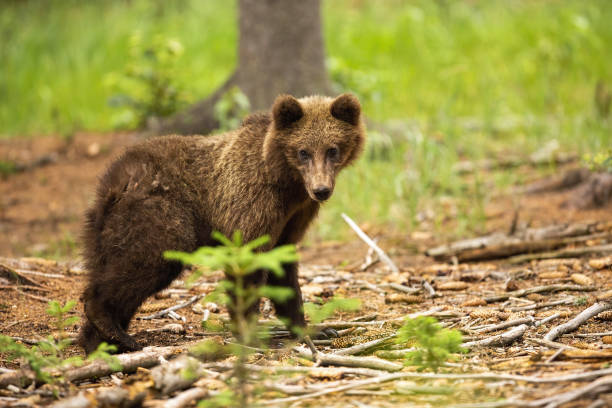 istock Young brown bear standing in forest in summertime. 1256713909