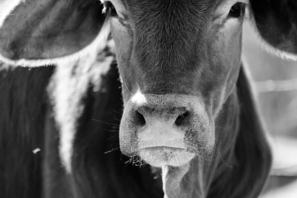 istock Brahman calf portrait close up 1256713936