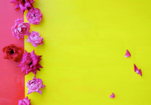 istock Pink roses on bright yellow background. 1256714015