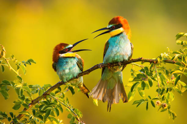 istock Two european bee-eater sitting on branch in summer. 1256714115