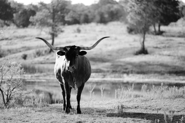 Texas longhorn cow standing outdoors in black and white.
