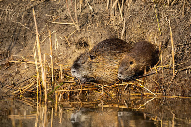 istock Pair of nutrias sleeping on nest during the summer. 1256714155