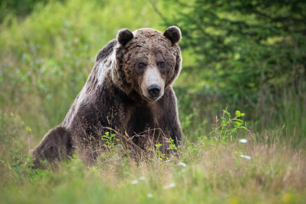 istock Brown bear sitting on meadow in summertime nature. 1256714166