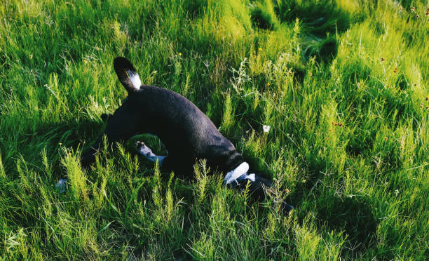 Top view of mutt dog being playful in green grass during summer.