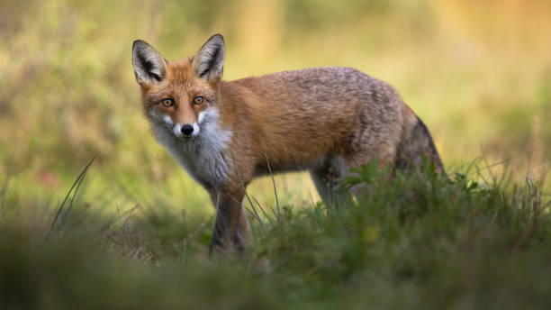 istock Red fox standing in grass and looking to the camera. 1256714226