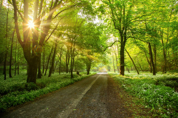 istock Forest road with morning sun peeking through the branches. 1256714265