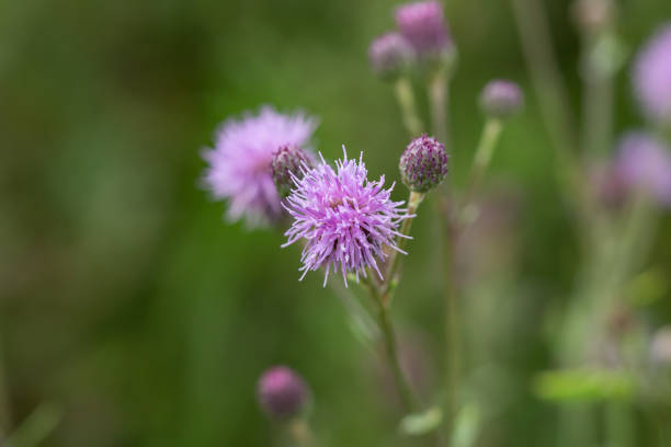 istock Creeping Thistle Flowers in Summer 1256714290
