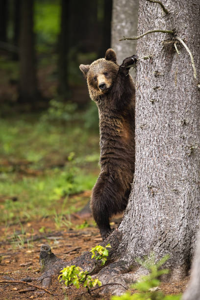 istock Majestic brown bear climbing on tree in forest in summer. 1256714305