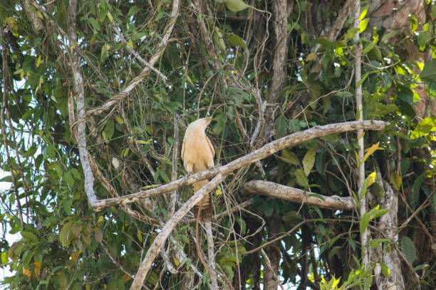 Amazonian eagle standing over the amazon basin in Leticia, Colombia Harpy Eagle (Harpia harpyia) in amazon forest of Leticia in Colombia harpy eagle stock pictures, royalty-free photos & images