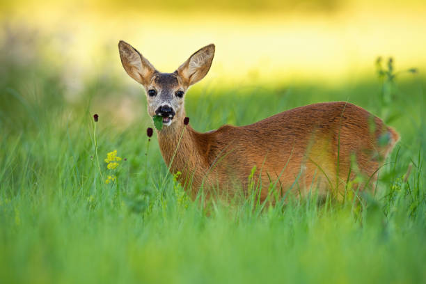 istock Roe deer fawn feeding on green grass in summer at sunset. 1256714501