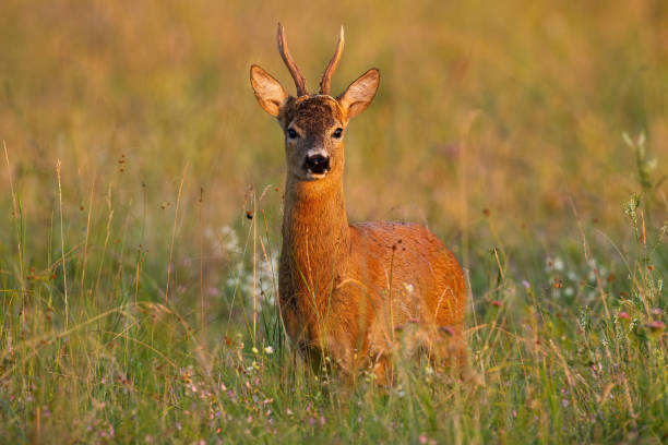 istock Roe deer buck standing on meadow in summer at sunset. 1256714509