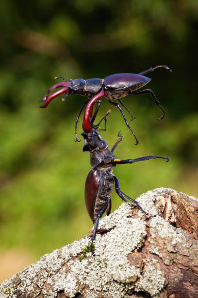 два самца оленя жука сражаются друг против друга на дереве. - жук олень стоковые фото и изображения