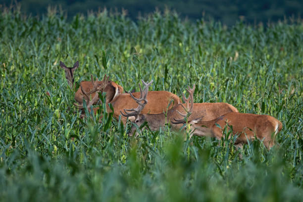istock Group of red deer eating on corn field during the summer. 1256715174