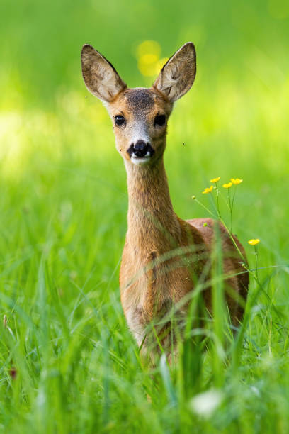 istock Young roe deer fawn standing on meadow in vertical compostion. 1256715192