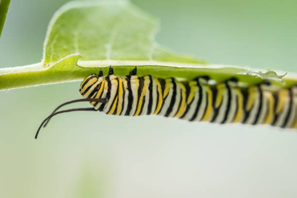 istock Monarch Butterfly caterpillar on Swamp Milkweed 1256715195
