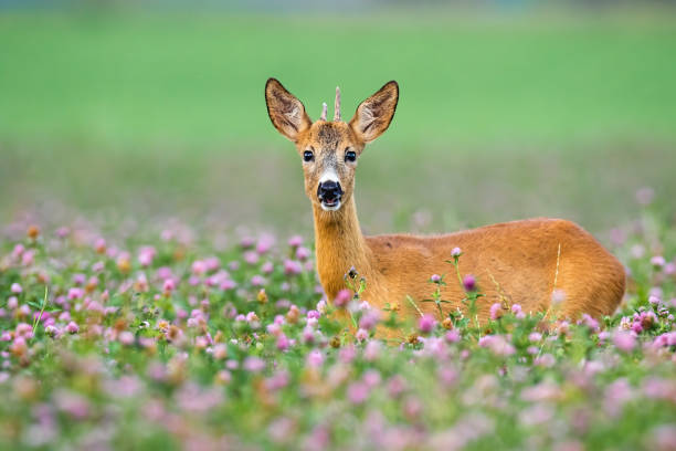 Young roe deer, capreolus capreolus, with little antlers looking from clover during the summer. Immature buck looking from flowers to the camera. Juvenile mammal standing on field.