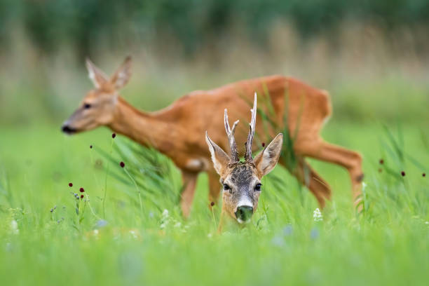 Pair of roe deer resting on meadow during the summer. Pair of roe deer, capreolus capreolus, resting on meadow during the summer. Buck lying in grass and looking to the camera. Doe walking on field in background. love roe deer stock pictures, royalty-free photos & images