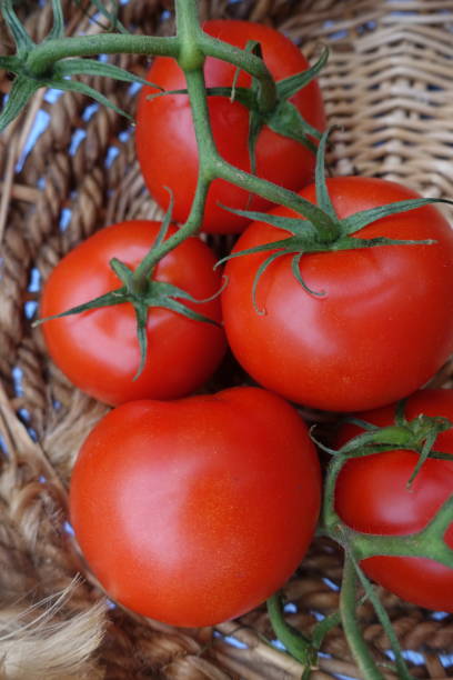 istock Ripe cluster tomatoes in a wicker basket 1256715873