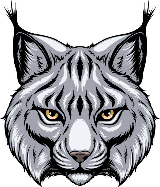 Lynx head Vector image, the head of a lynx looks forward, on a white background. wildcat animal stock illustrations