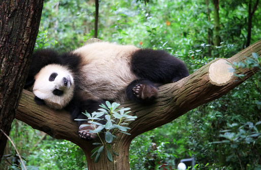Adult panda bear eating bamboo.