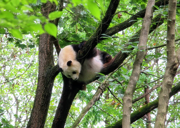 istock Adult panda bear 1256717599