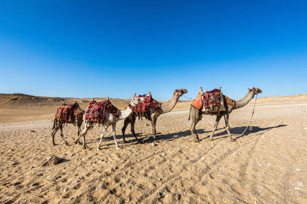 istock Camels In The Desert 1256717612