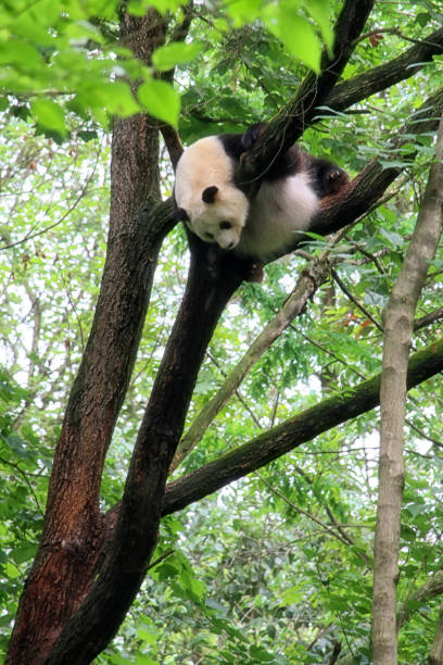istock Adult panda bear 1256717643