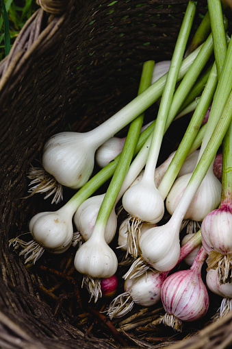 harvest of garlic in a wicker basket
