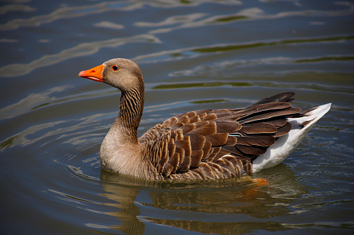 Greylag Goose on the water