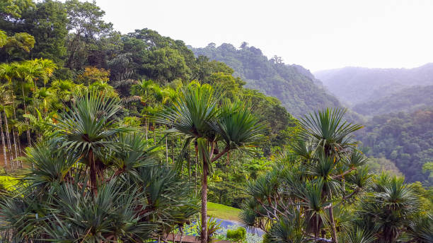 Tropical forest in Martinique. stock photo