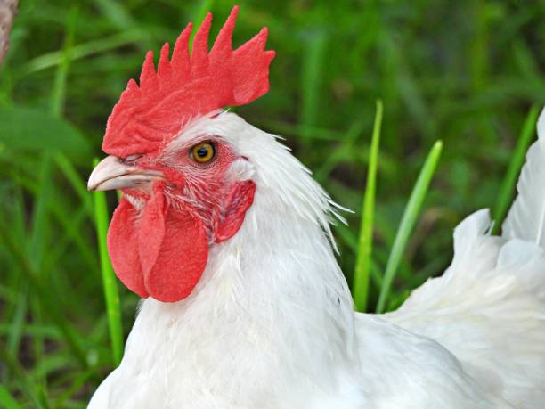 istock White Rooster in a uncultivated area - headshot, close-up 1256721841