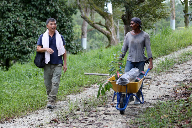 istock Agriculture - Durian Farming 1256721979