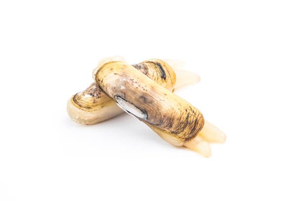 Razor clams isolated on white background. Razor clams isolated on white background. razor clam stock pictures, royalty-free photos & images