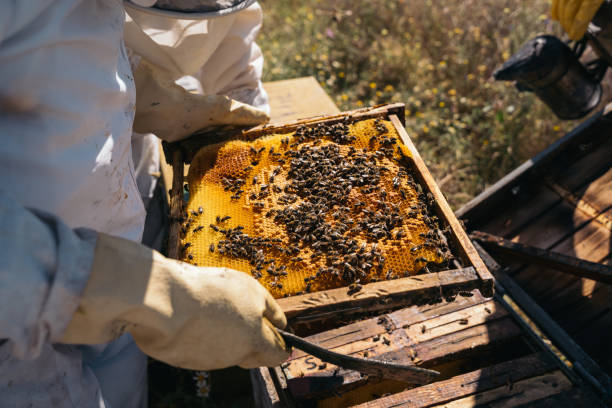 istock Beekeepers working to collect honey. Organic beekeeping concept 1256722393